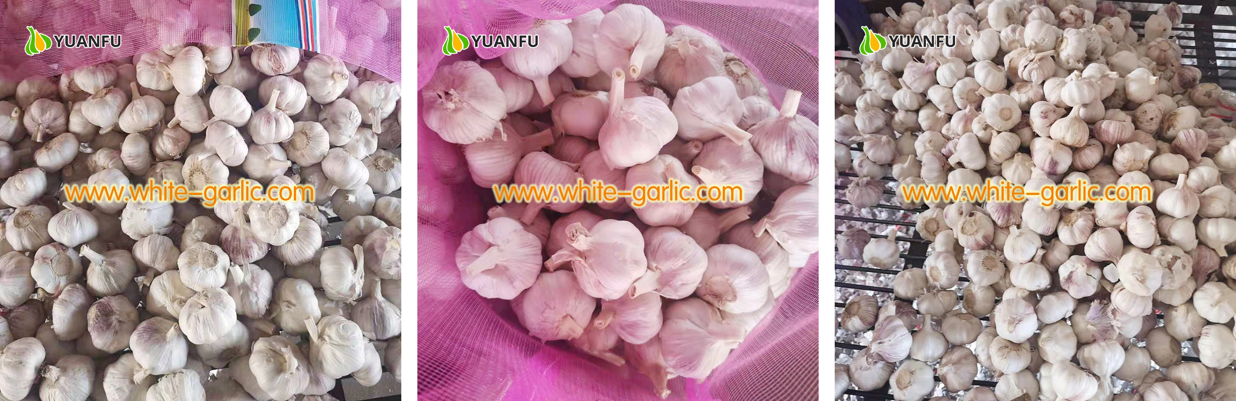 garlic exporters